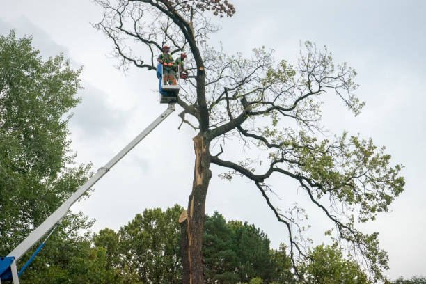 Tree and Shrub Care in Fort Bragg, CA