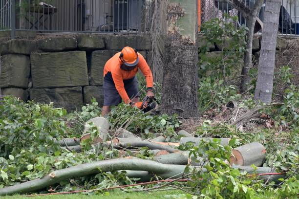 Trusted Fort Bragg, CA  Tree Services Experts